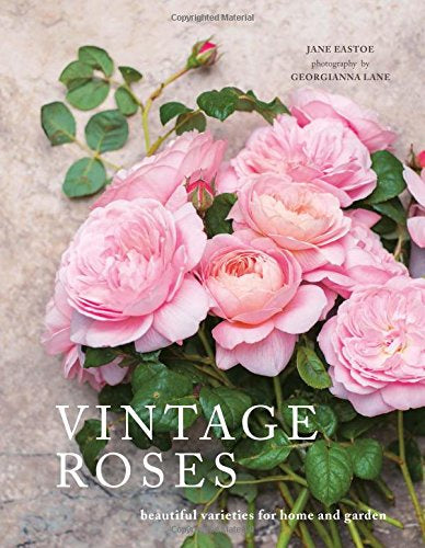 Vintage Roses: Beautiful Varieties For Home