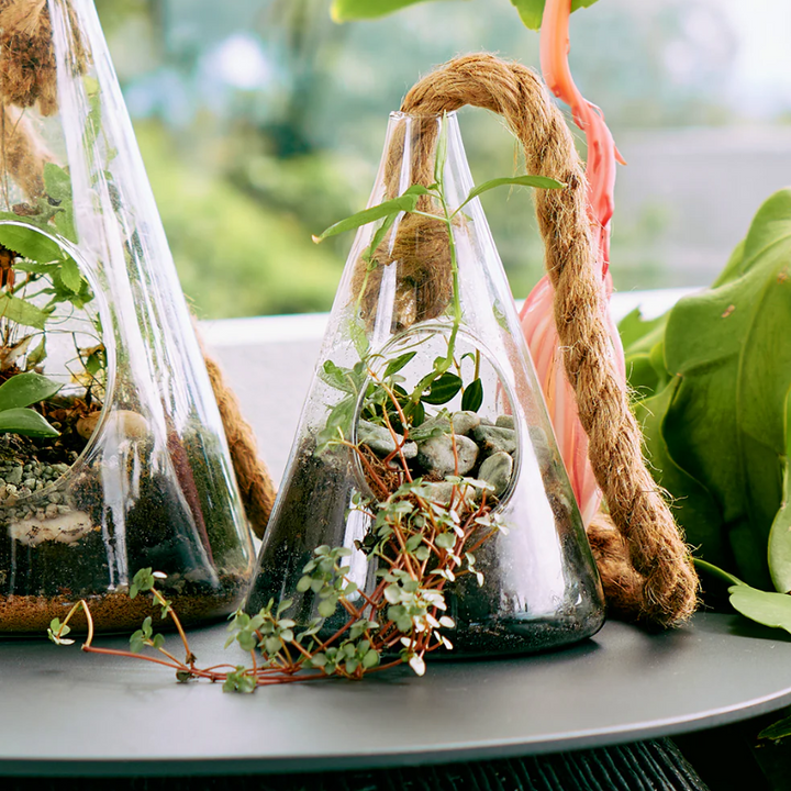 Hanging Terrarium Small Cone